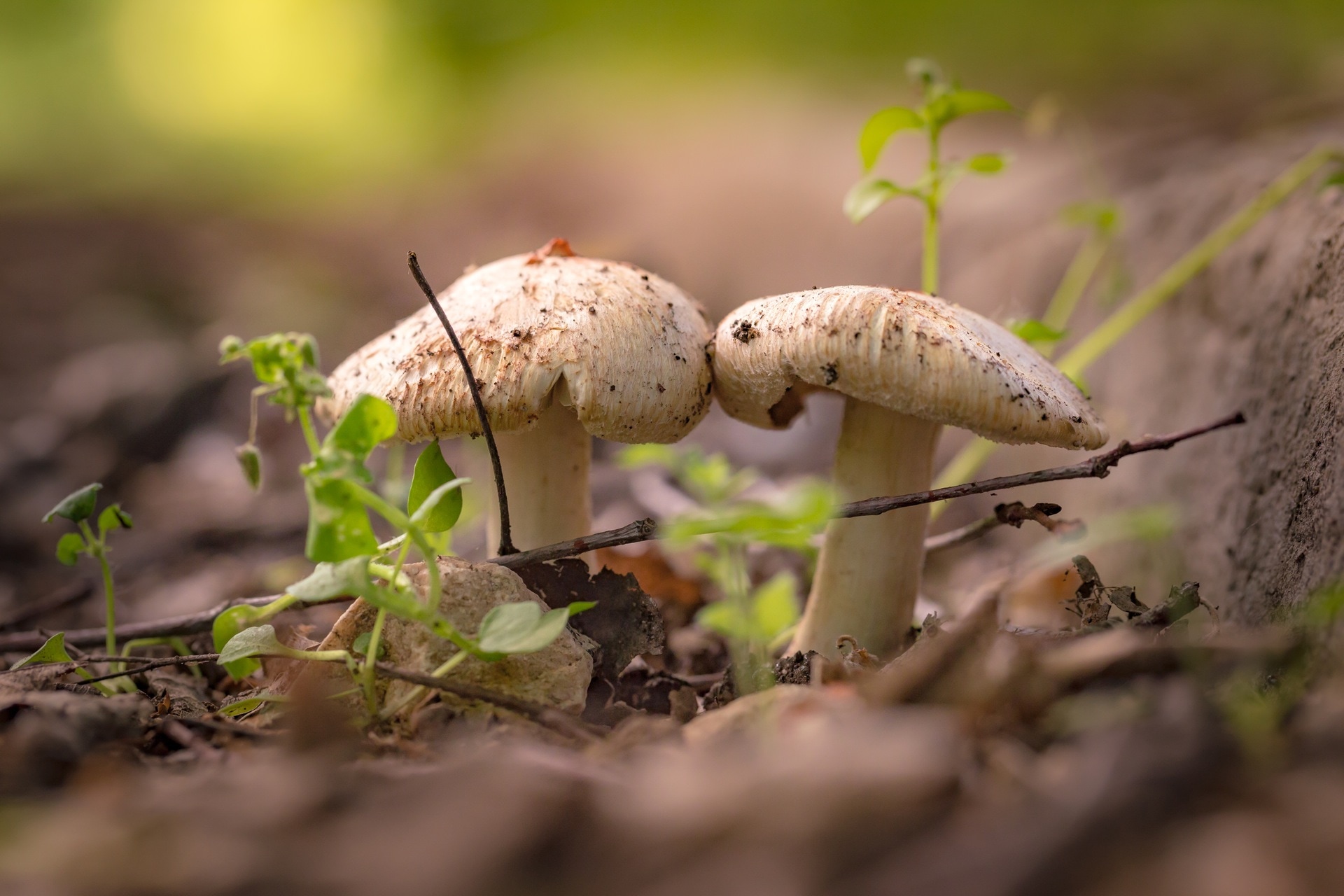 grass, outdoor, blur, mushroom, mushroom, fungus