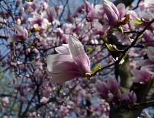 Spring, Bloom, Margaret Island, flower, petal thumbnail