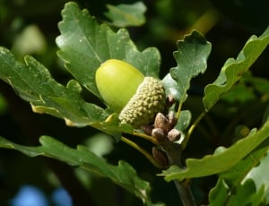 acorn and green leaves thumbnail