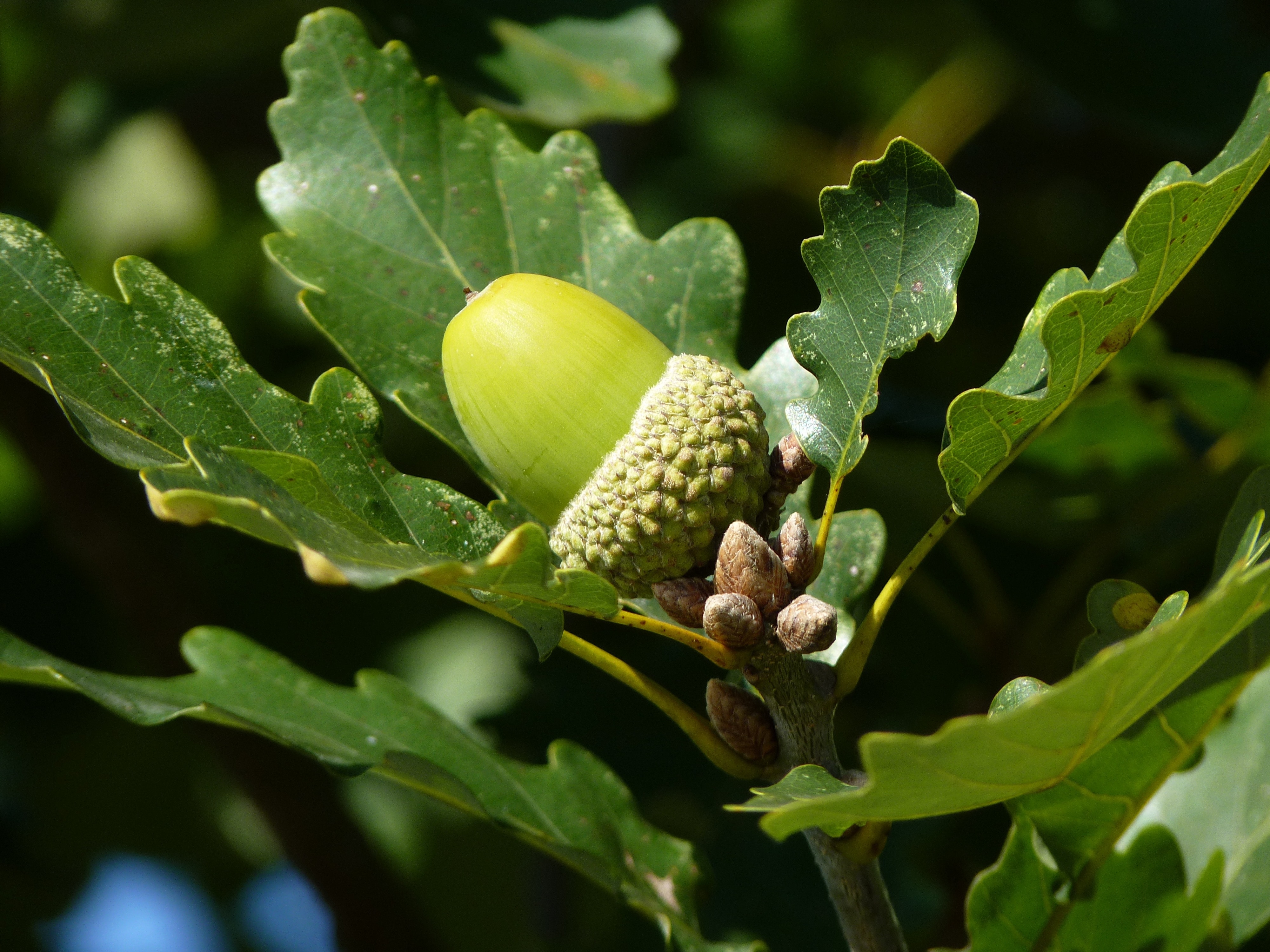 acorn and green leaves