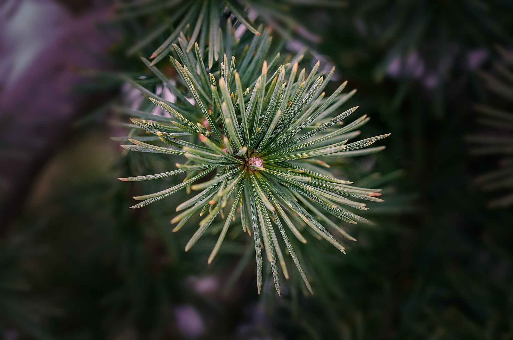green pine tree