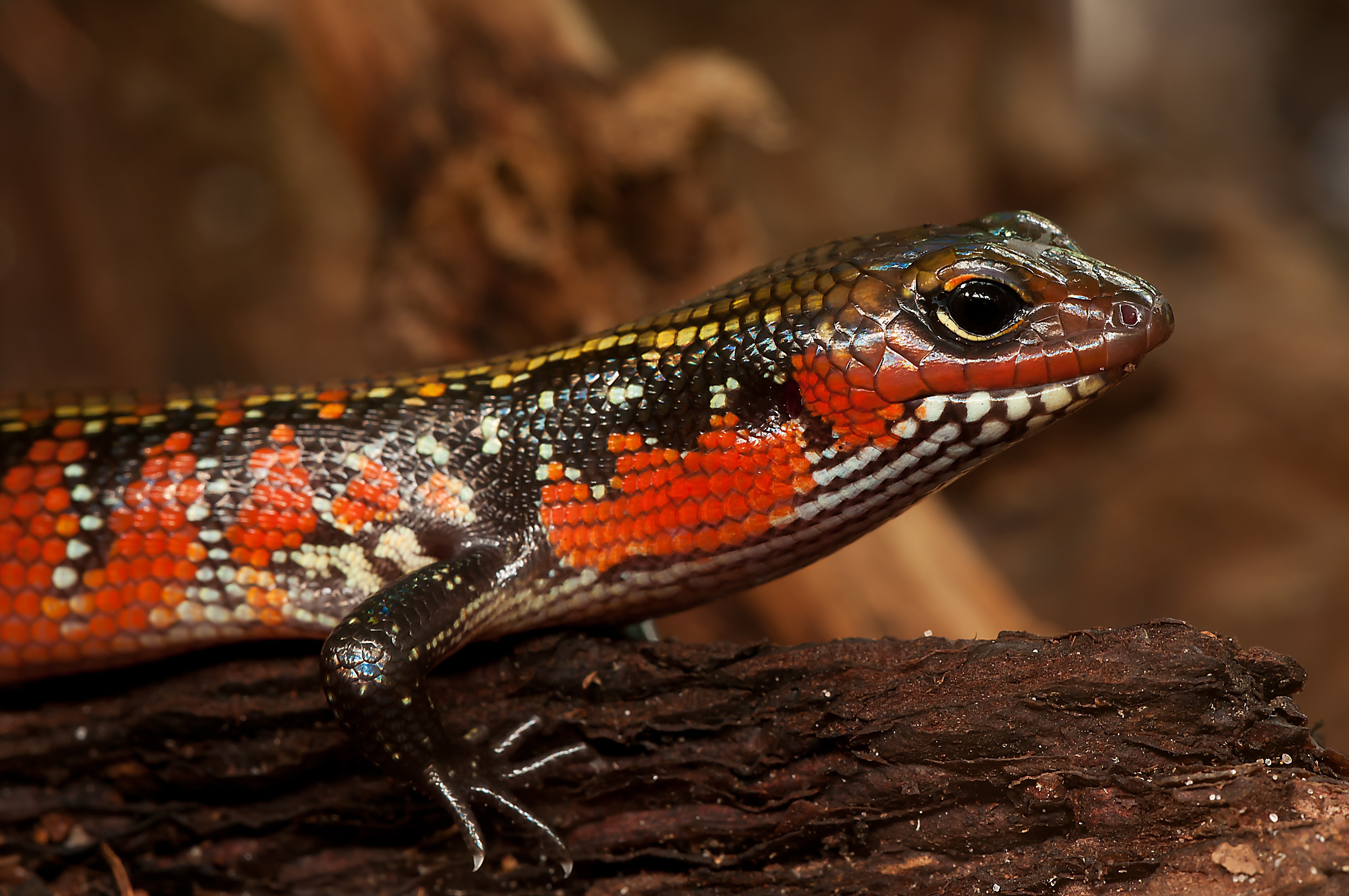 Black Red And White Lizard Free Image Peakpx