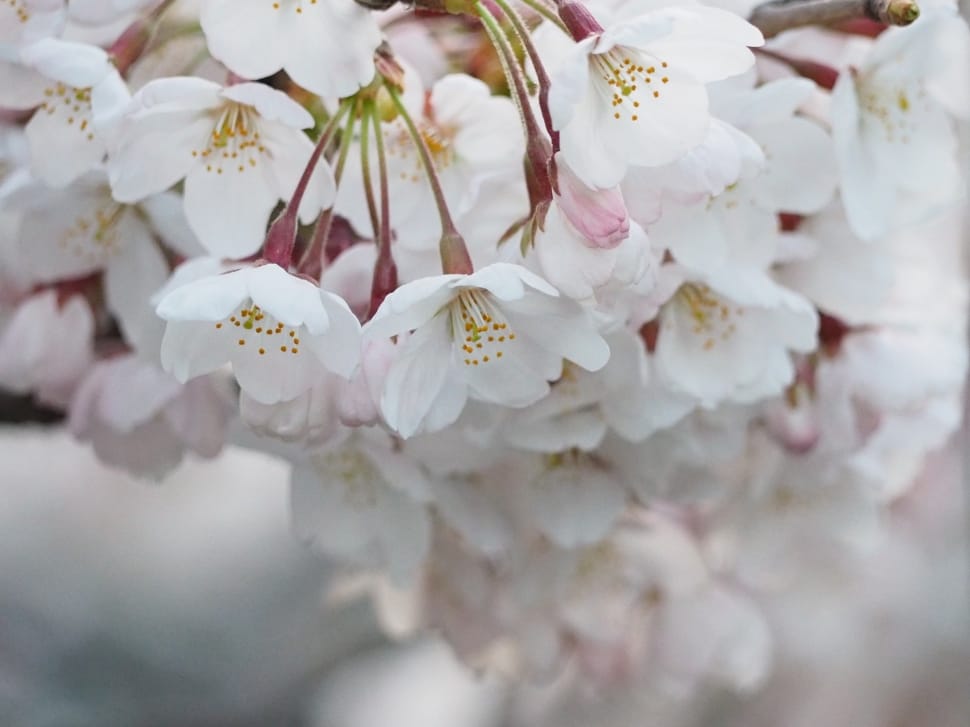 Japan, Cherry Blossoms, Spring, Flowers, flower, backgrounds preview