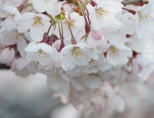 Japan, Cherry Blossoms, Spring, Flowers, flower, backgrounds thumbnail