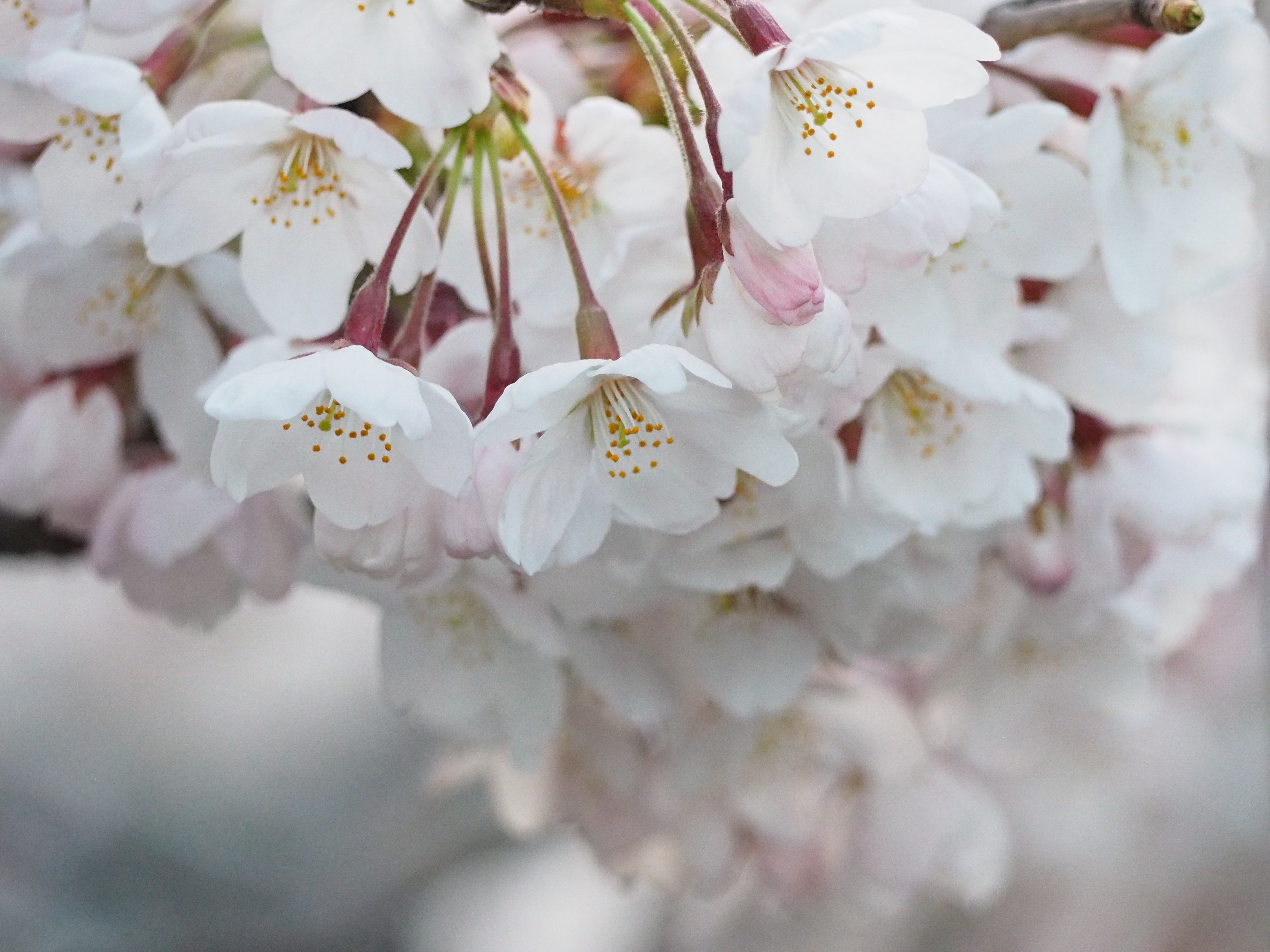 Japan, Cherry Blossoms, Spring, Flowers, flower, backgrounds