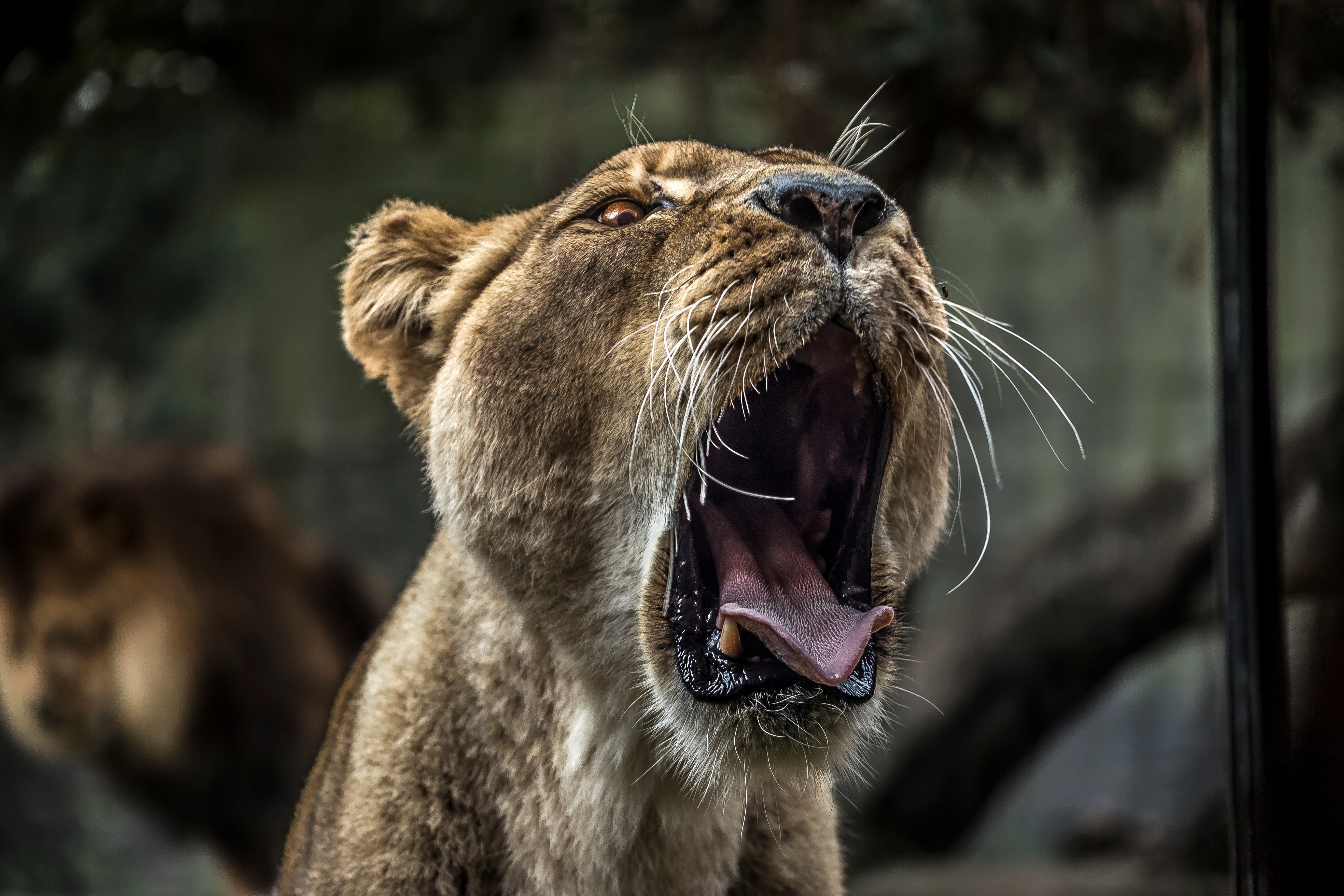 lioness roaring