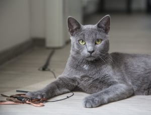 grey cat thumbnail