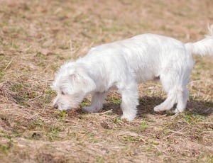 Young Dog, Maltese, Dog, White, Small, one animal, animal themes thumbnail