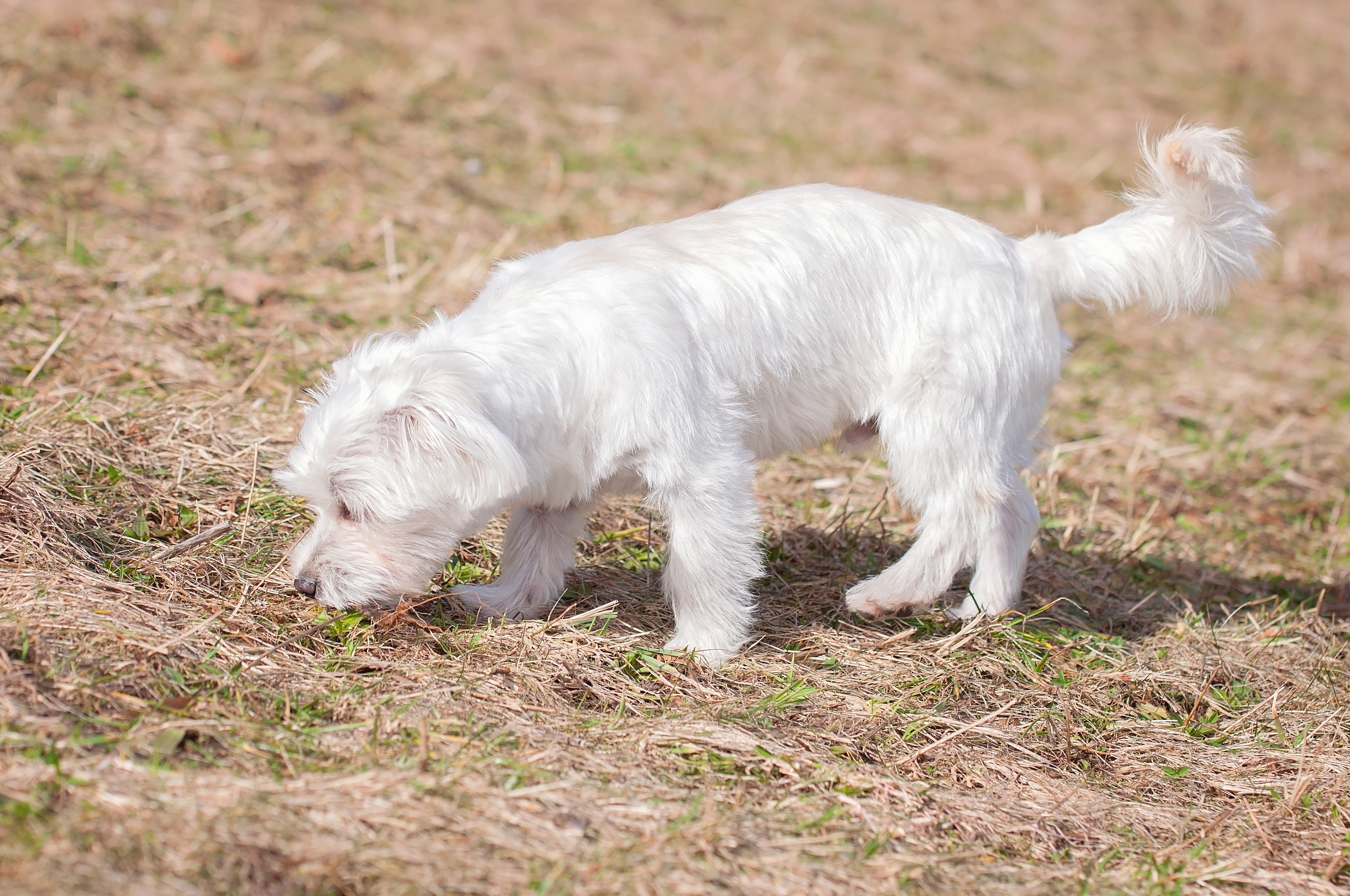 Young Dog, Maltese, Dog, White, Small, one animal, animal themes