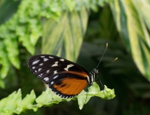 brown white and black butterfly thumbnail