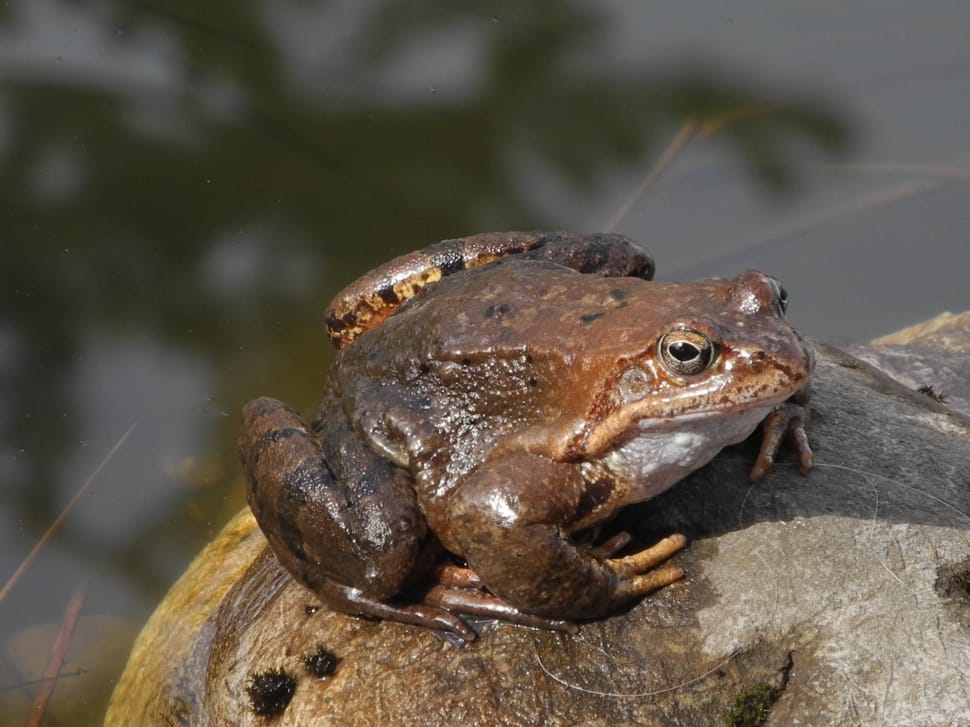 brown toad preview
