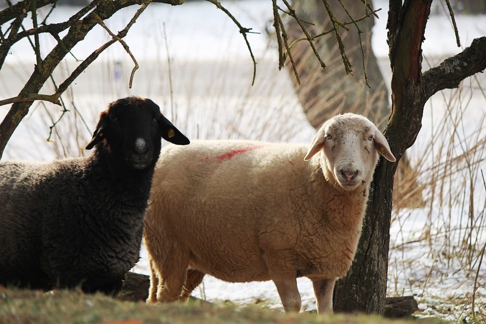 two brown and black sheep near tree and body of water during daytime preview