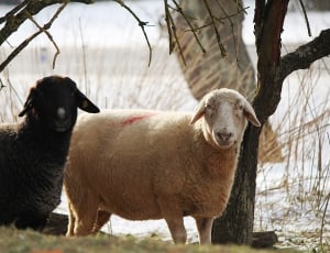 two brown and black sheep near tree and body of water during daytime thumbnail