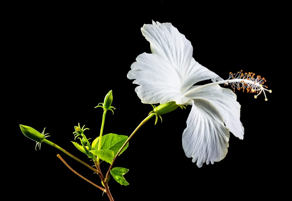 white hibiscus preview