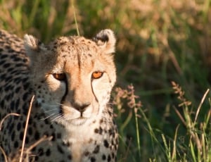 Cheetah, Cat, Mara, Masai, Kenya, Africa, one animal, animals in the wild thumbnail