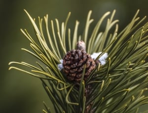 pine cone thumbnail