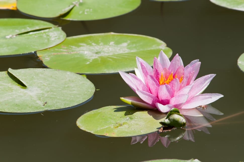 selective focus photograph of water lily preview
