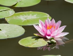 selective focus photograph of water lily thumbnail