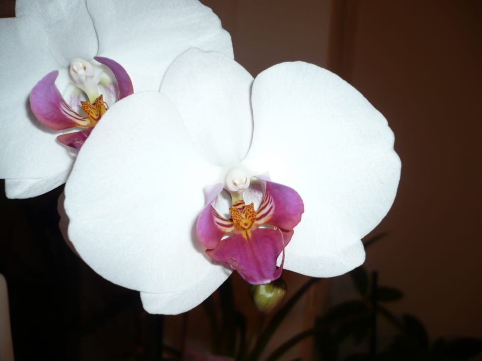 white and purple orchids preview