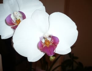 white and purple orchids thumbnail