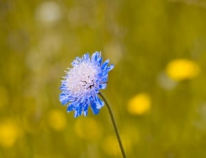 blue and white flower thumbnail