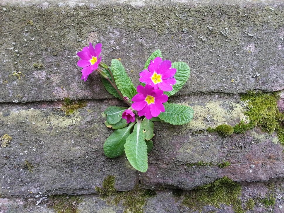 pink-and-yellow Primroses on grey concrete surface with moss at daytime preview