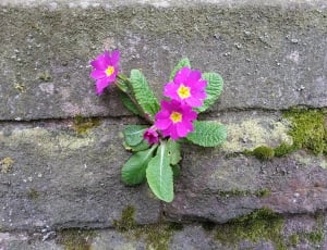pink-and-yellow Primroses on grey concrete surface with moss at daytime thumbnail