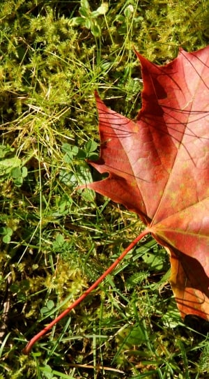 red leaf thumbnail