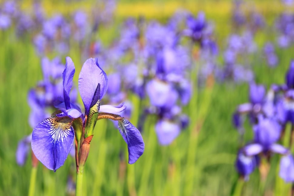 Meadow, Flower, Flowers, Purple, flower, purple preview