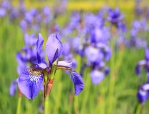 Meadow, Flower, Flowers, Purple, flower, purple thumbnail