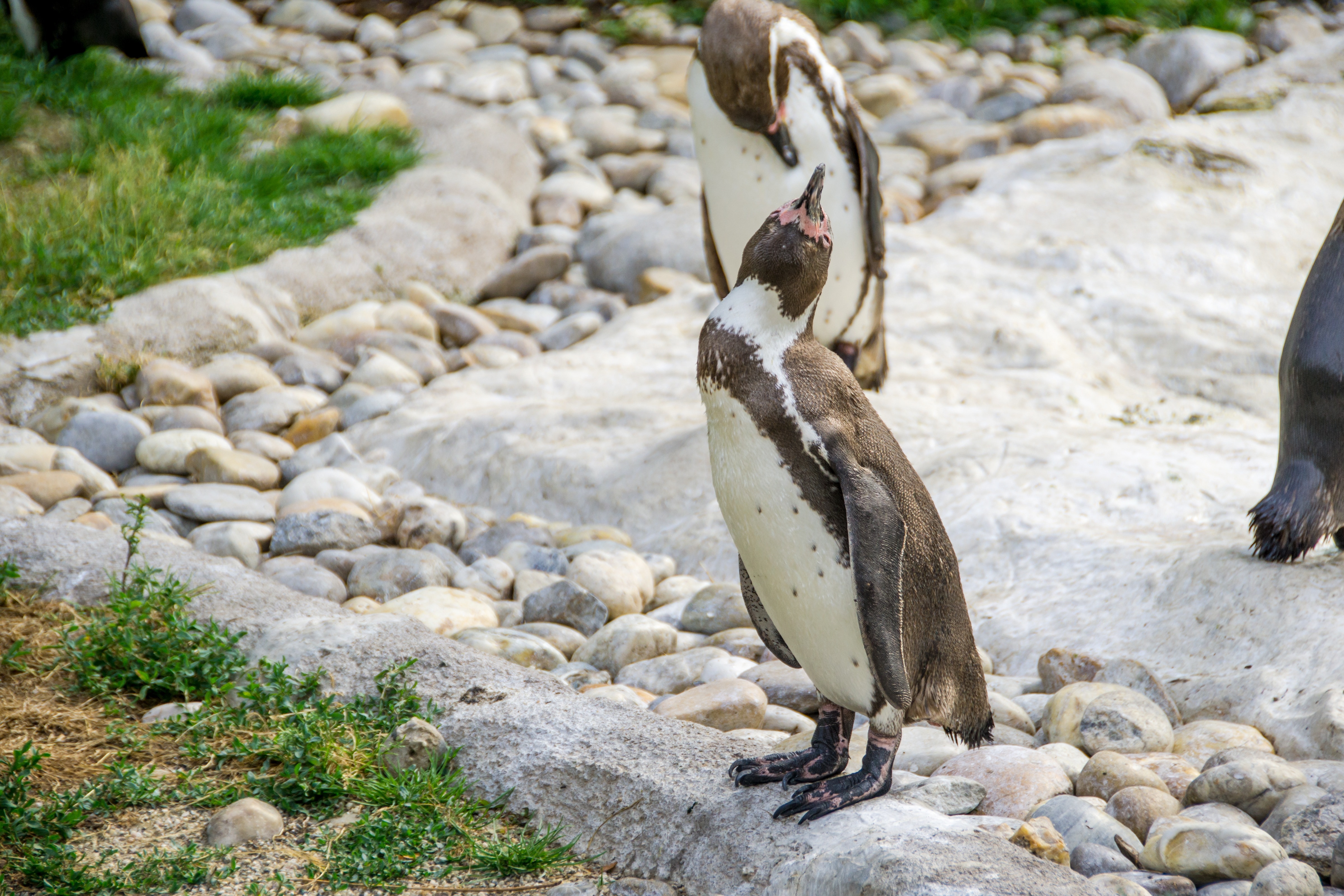 2 white and black penguins