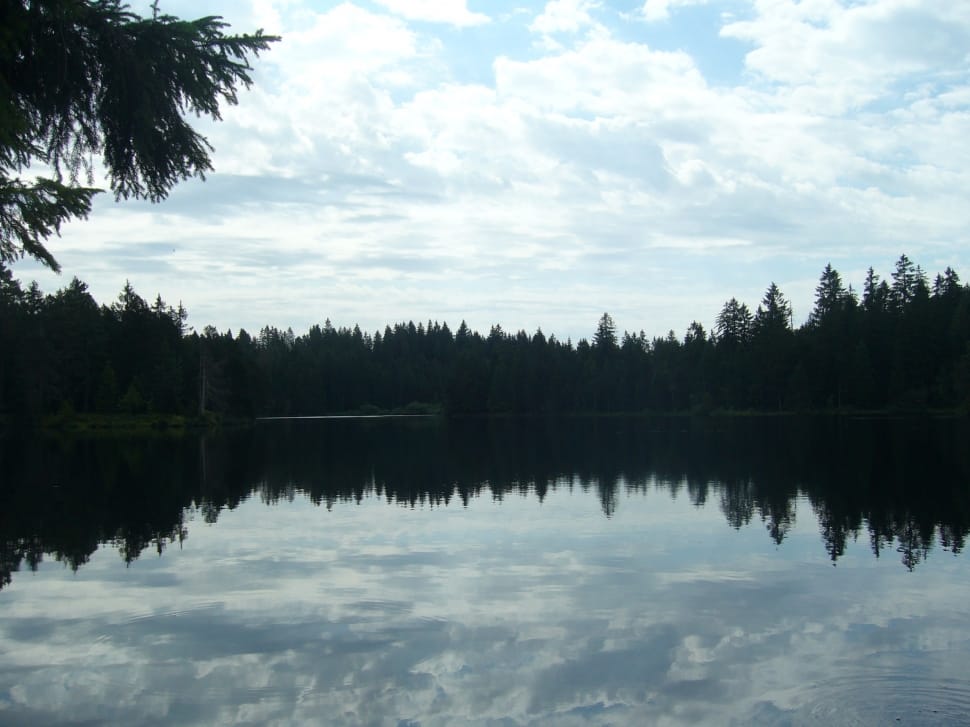 body of water with refection of trees preview