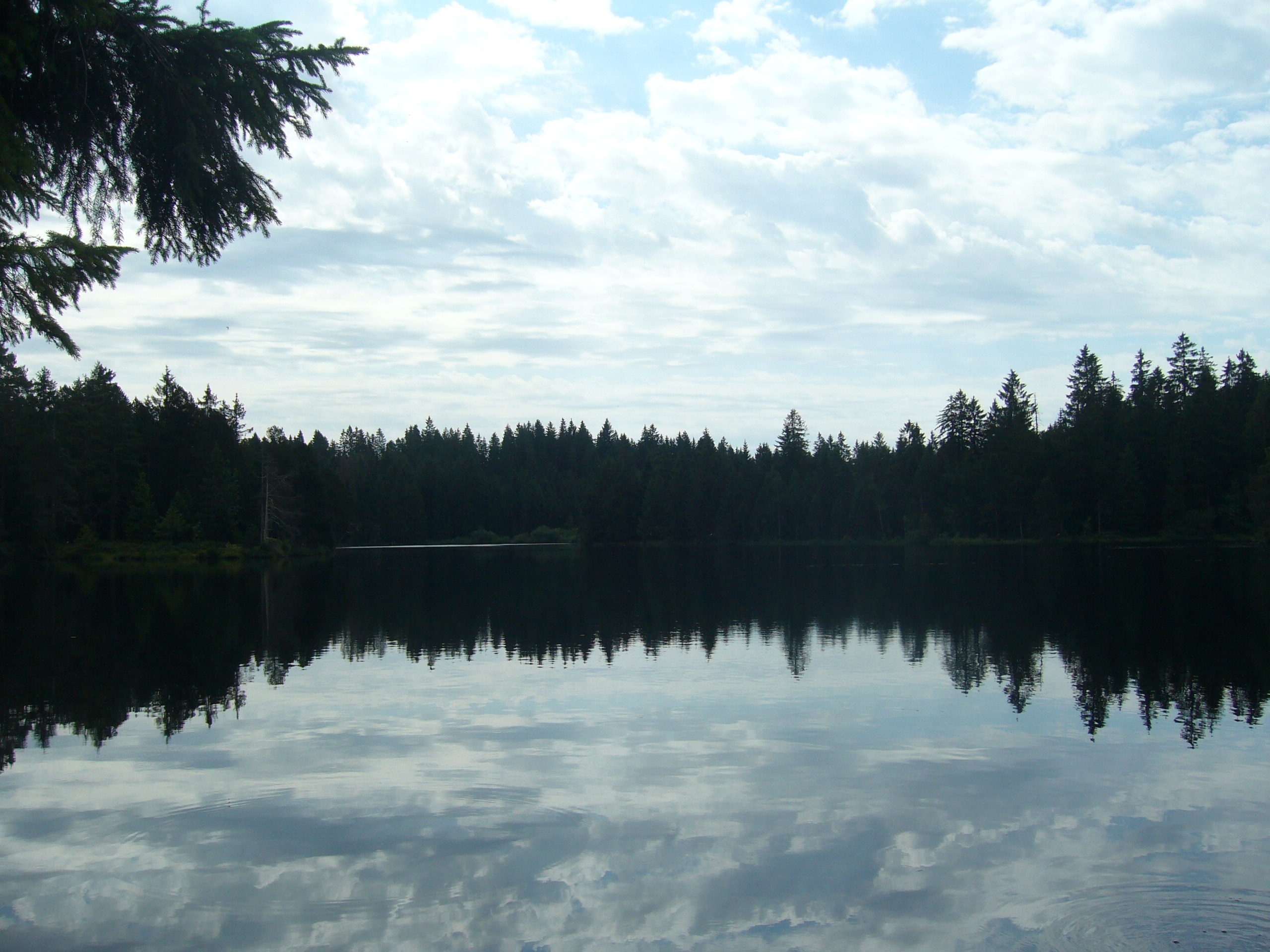 body of water with refection of trees