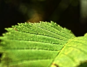 Nature, Autumn, Sheet, Green, Macro, leaf, green color thumbnail