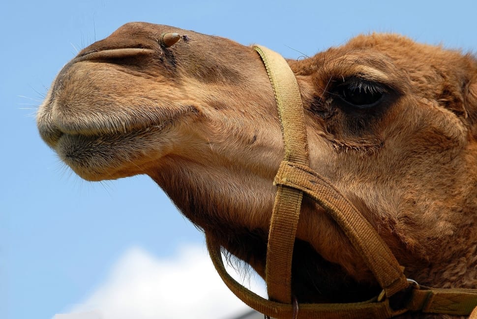brown camel preview