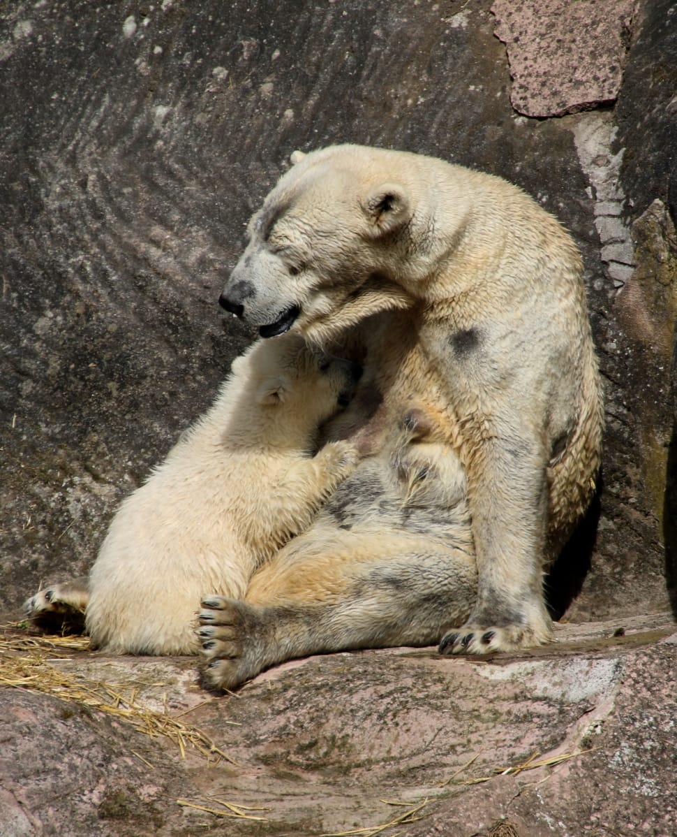 Polar Bear, Spring, Polar Bear Cub, animal wildlife, animal preview