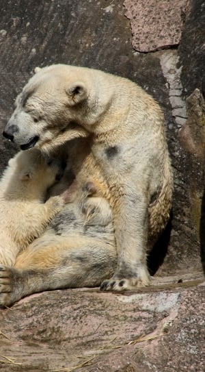 Polar Bear, Spring, Polar Bear Cub, animal wildlife, animal thumbnail