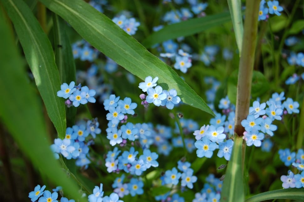 blue forget me not flower preview
