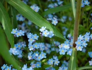 blue forget me not flower thumbnail