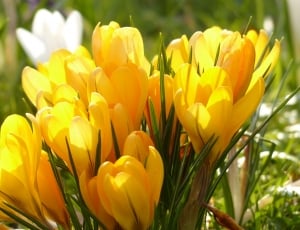Crocus, Yellow, White, Bloom, Blossom, flower, tulip thumbnail