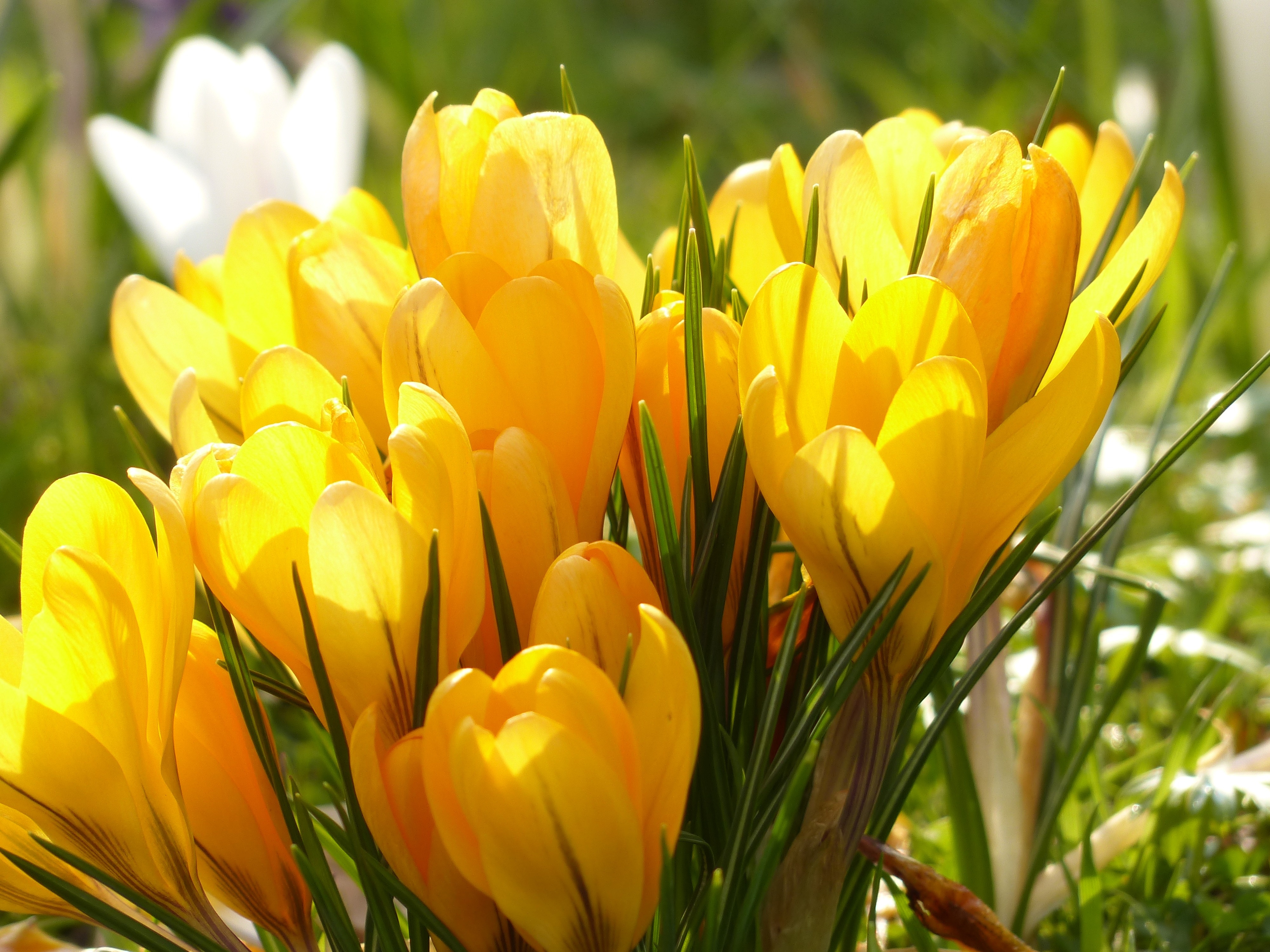 Crocus, Yellow, White, Bloom, Blossom, flower, tulip