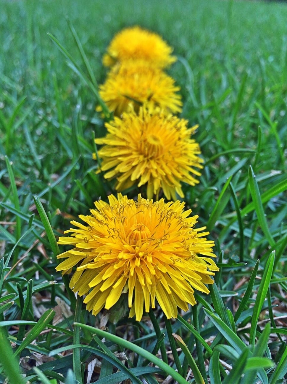 Weed, Dandelions, Spring, Yellow, flower, yellow preview