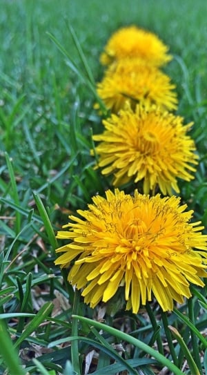 Weed, Dandelions, Spring, Yellow, flower, yellow thumbnail
