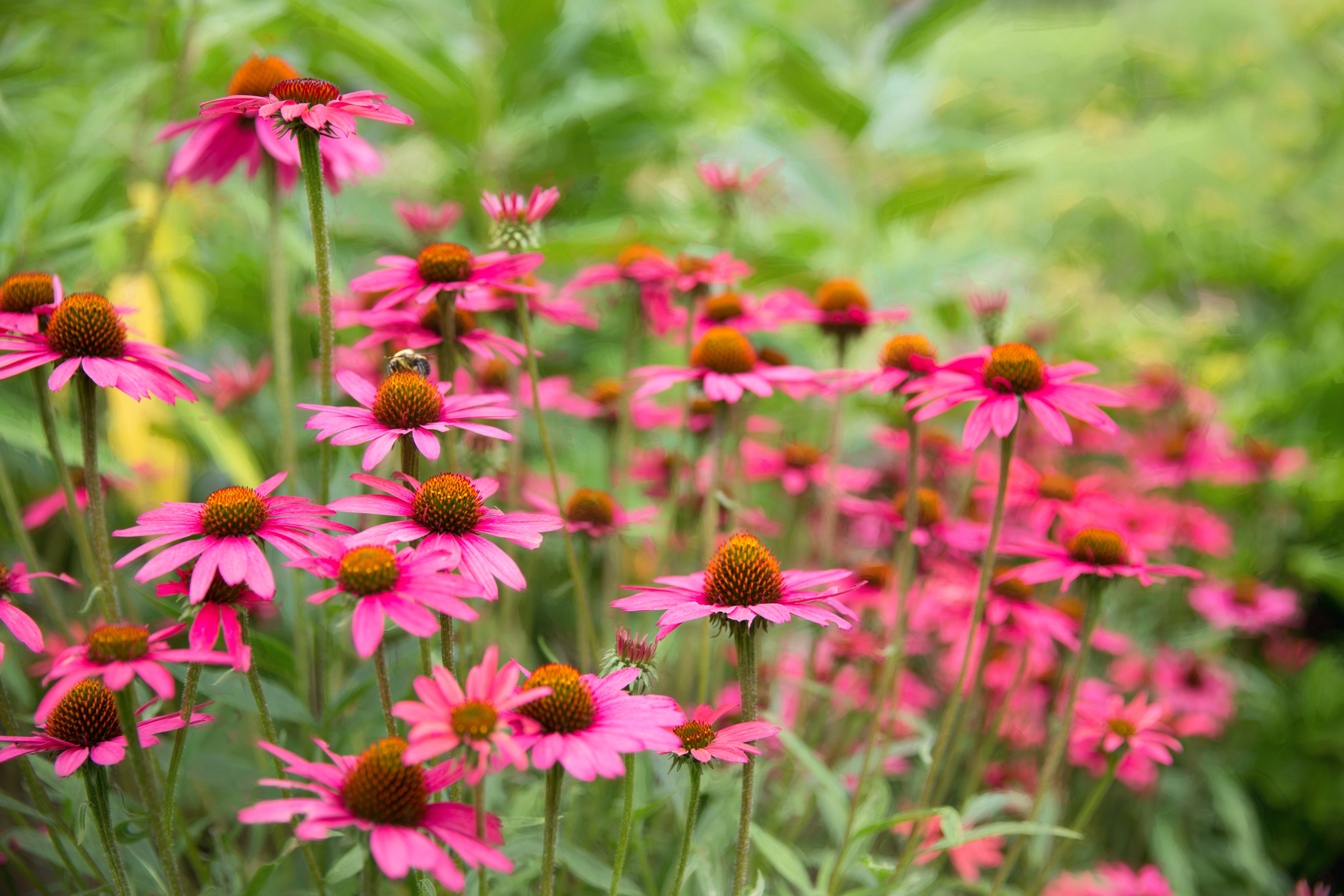 pink petal foowers