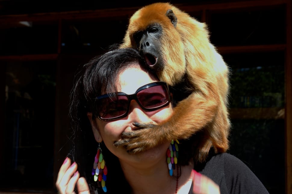 monkey with sunglasses