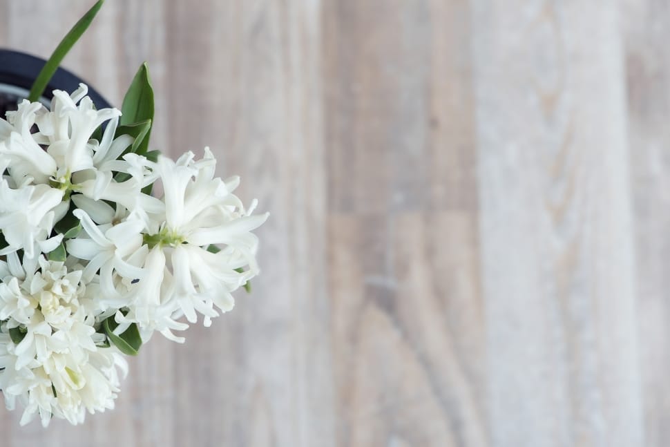 white flowers preview