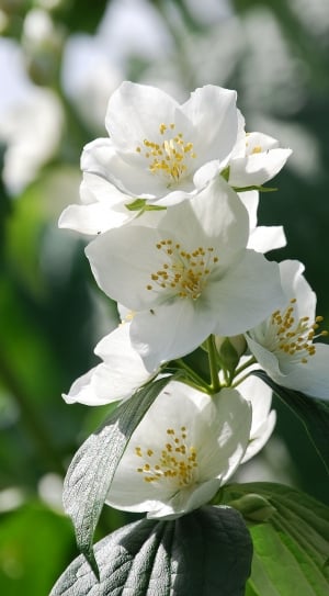 white petal flowers thumbnail