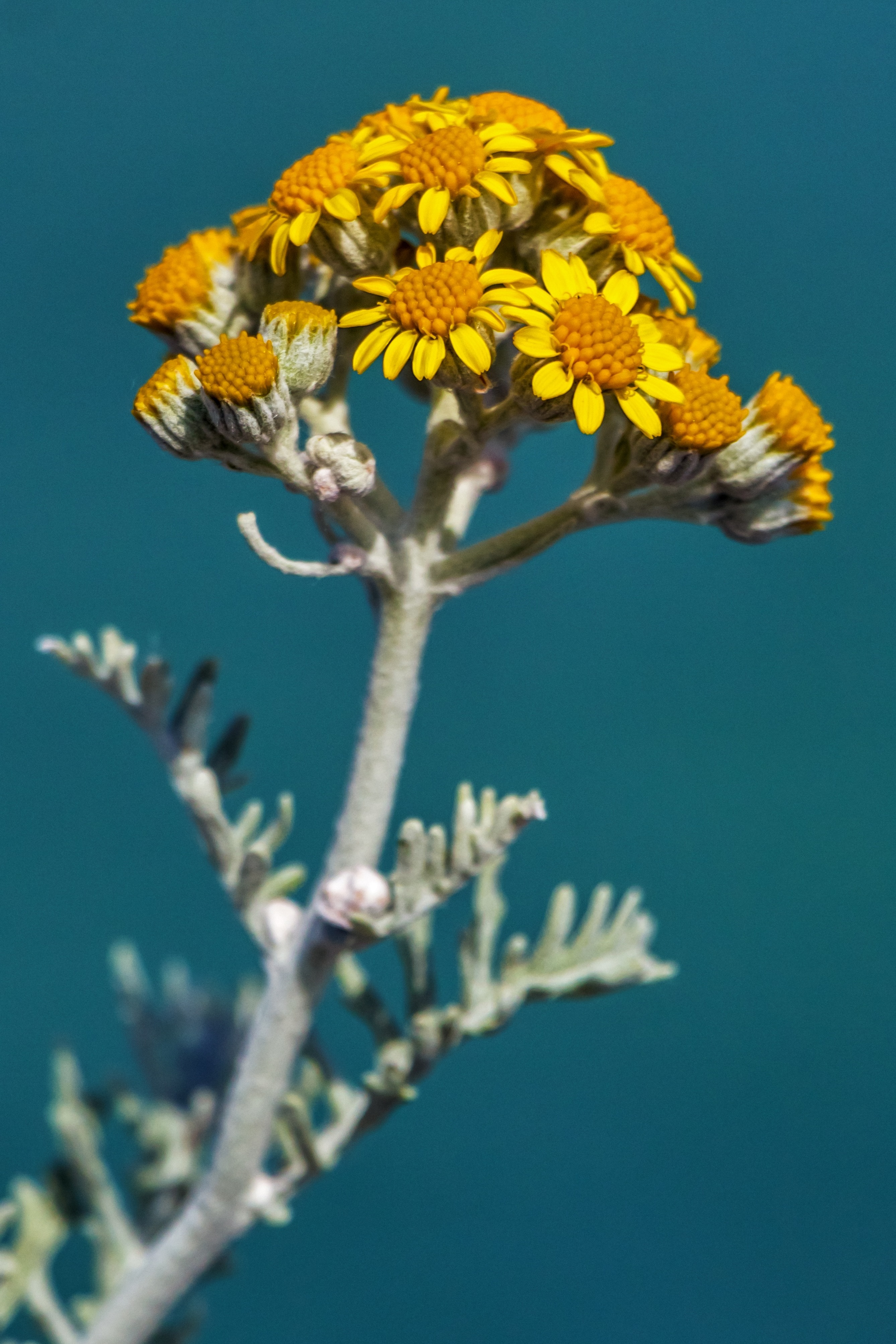 yellow petaled flower in closeup shot