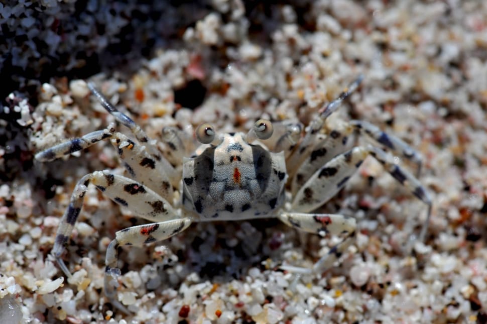 white and black spotted crab at daytime preview