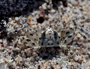 white and black spotted crab at daytime thumbnail
